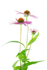 Echinacea flowers isolated on white backgrounds - obrazy, fototapety, plakaty