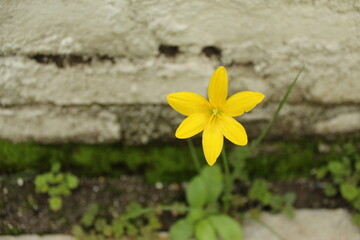 Yellow Rain lily which is also know as Zephyranthes rosea scientific name.