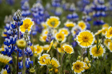 field of yellow and purple flowers