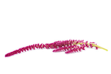 Amaranth plant isolated on white background