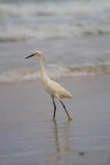 heron bird near the sea in the beach sand