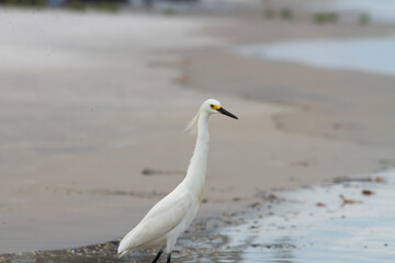 heron bird near the sea in the beach sand