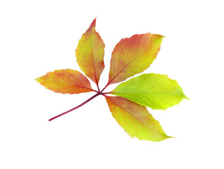 Leaves of wild grape. Colorful Autumn leaves isolated on a white background