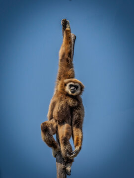 Gibbon Tiergarten Sch&ouml;nbrunn