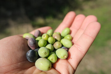 Man hand view holding harvested Italian olives,extra virgin olive oil production 