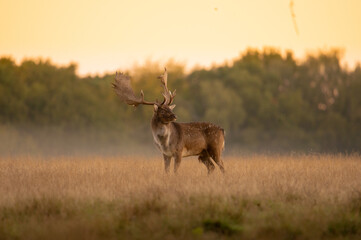 Rutting fallowbuck