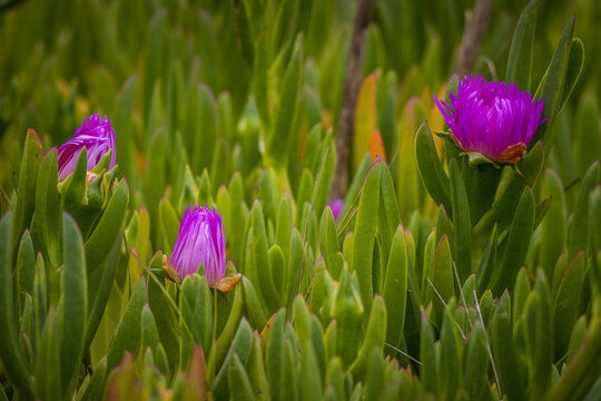 Purple beach flowers