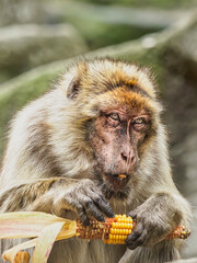 Alter Affe Tiergarten Schönbrunn