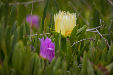 Yellow and purple beach flowers