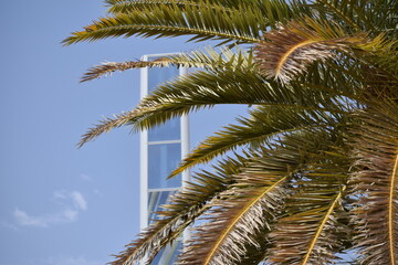 Fototapeta na wymiar palm tree on blue sky