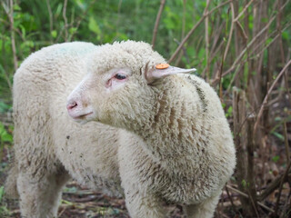 Naklejka na ściany i meble Sheep in nature on meadow. Farming outdoor.