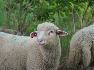 Obraz premium Sheep in nature on meadow. Farming outdoor.