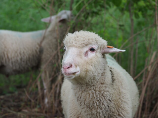 Sheep in nature on meadow. Farming outdoor.