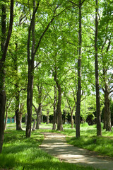 新緑の小道