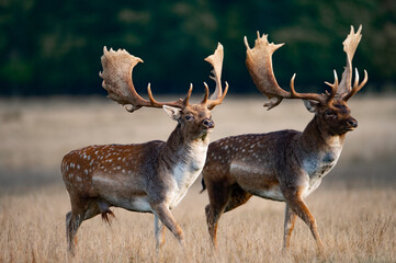 Rutting fallowbuck