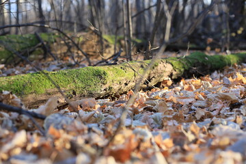 moss on the tree