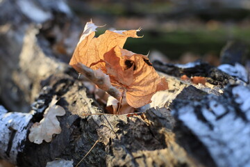 autumn leaves on the ground