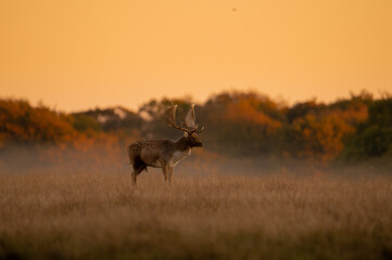 Rutting fallowbuck