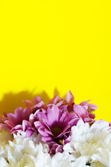 Obraz na płótnie Canvas white and purple daisies on a yellow background. Postcard concept.