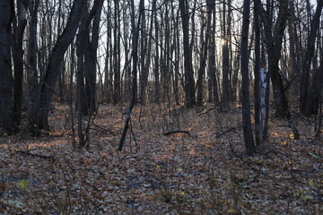 forest in autumn