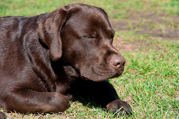 Chocolate Labrador Retriever.