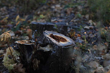 mushroom in the forest