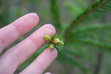 Cones are born, small green buds of cones in the hand of a person