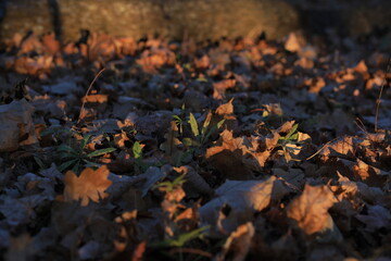 autumn leaves in the water