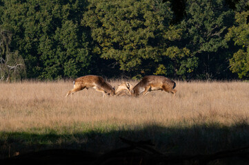 Naklejka premium Rutting Fighting fallowbuck
