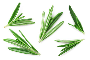 Rosemary leaves isolated on white background, collection