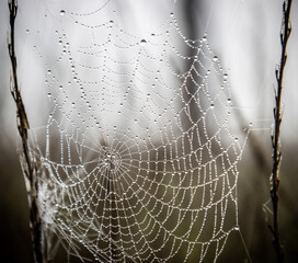 spider web with dew drops
