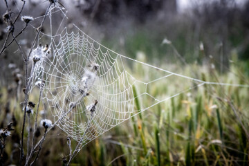 spider web in the morning dew