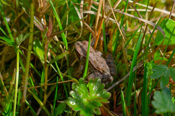 frog view from the back sitting in the swamp, in the tall grass and illuminated by the evening sun