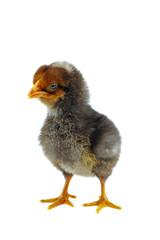 Black chicken on white background