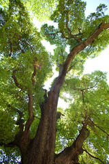 楠珺社の夫婦楠