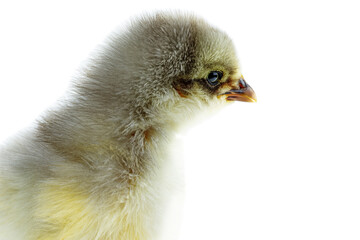 Tiny gray chicken. Portrait