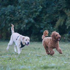 two dogs playing in the park