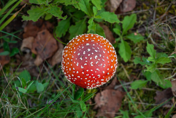 高原のベニテングダケ