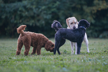 Three dogs playing