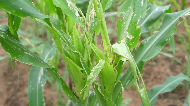 Small corn that has been destroyed or eaten by worms, Corn leaf damage by insect , Organic vegetables.