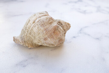 Obraz na płótnie Canvas A seashell from the sea lies on a light table, side view