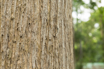 Teak tree in the forest with blurred background	