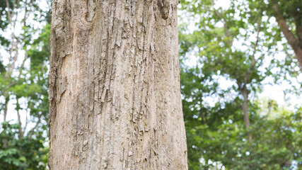 Teak tree in the forest with blurred background	