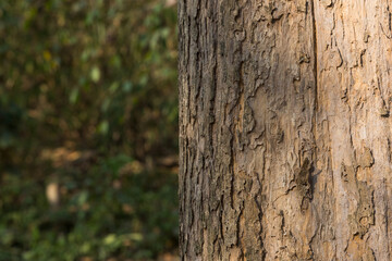 Obraz premium Teak tree in the forest with blurred background 