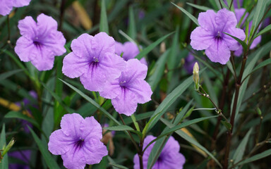 Ruellia Simplex flowers purple in the garden.