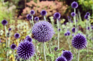 Echinops ritro Veitch's Blue globe thistle blooming during the summer months