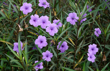 Ruellia Simplex flowers purple in the garden.
