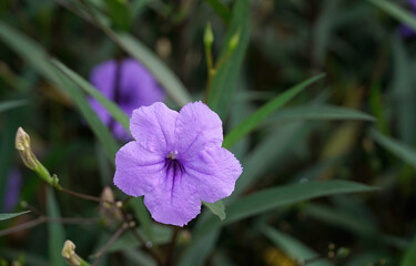 Ruellia Simplex flowers purple in the garden.