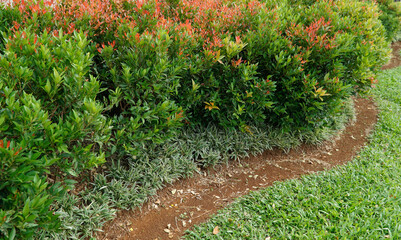 Ruellia Simplex flowers purple in the garden.