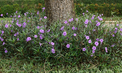Ruellia Simplex flowers purple in the garden.